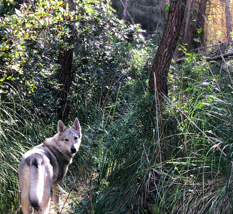 Screen Shot 2018-04-09 at 00.36.24