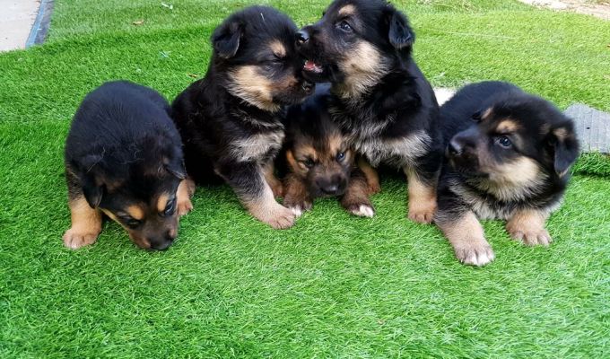 Just too sweat and looking for a&nbsp;home!