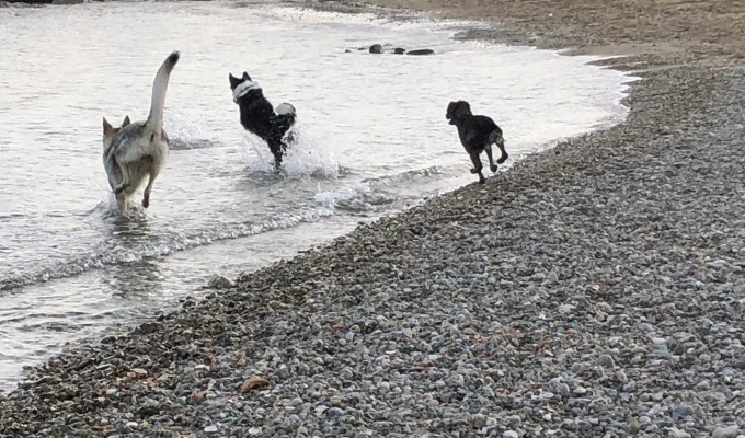 Good Food, Happy&nbsp;Dogs!